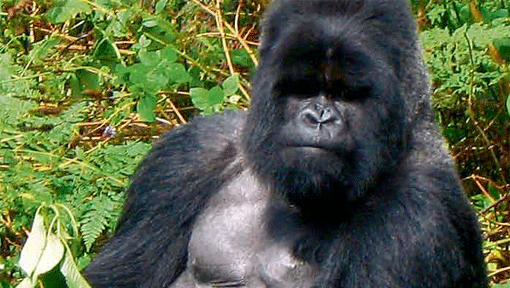 Berggorillas sind seltene Tiere, es gibt nur etwa 800 Exemplare auf der Welt. Meist leben die dominanten Männchen, Silberrücken genannt, gemeinsam mit mehreren Weibchen und deren Kindern. Berggorillas sind seltene Tiere, es gibt nur etwa 800 Exemplare auf der Welt. Meist leben die dominanten Männchen, Silberrücken genannt, gemeinsam mit mehreren Weibchen und deren Kindern.