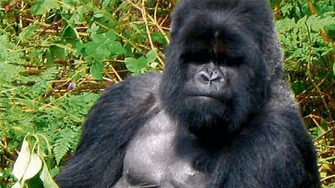 Berggorillas sind seltene Tiere, es gibt nur etwa 800 Exemplare auf der Welt. Meist leben die dominanten Männchen, Silberrücken genannt, gemeinsam mit mehreren Weibchen und deren Kindern.