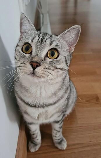 Tora