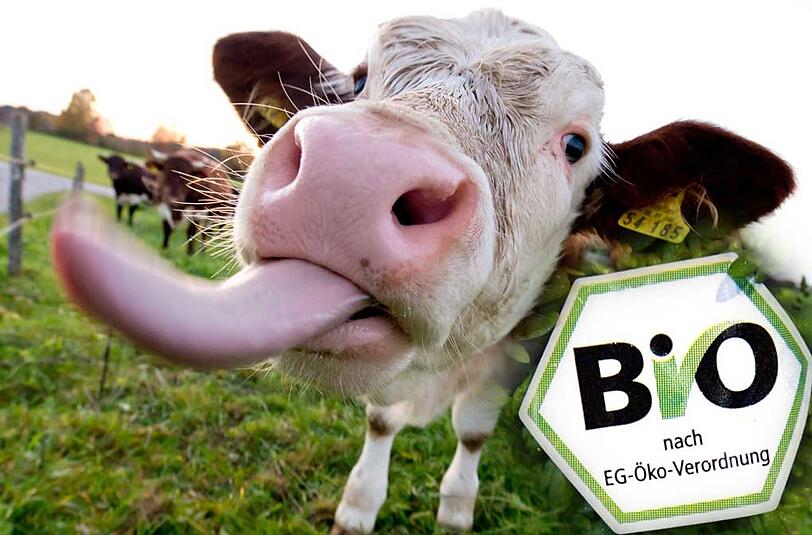 Ein Rindvieh auf der Weide. Bio-Milch kann es nur liefern, wenn es auch im Winter raus darf.