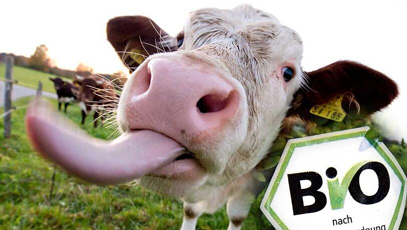 Ein Rindvieh auf der Weide. Bio-Milch kann es nur liefern, wenn es auch im Winter raus darf. Ein Rindvieh auf der Weide. Bio-Milch kann es nur liefern, wenn es auch im Winter raus darf.