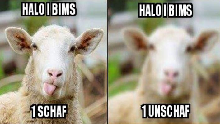 Schaf - Unschaf