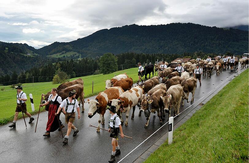Kuehe werden waehrend des ersten Alpabtriebs des Jahres in Steibis nahe Oberstaufen von den Viehhuetern ins Tal getrieben. Nach der Sommerfrische auf den Bergweiden werden in 32 Orten zwischen Bodensee und Ammergebirge rund 30.000 Tiere im Tal zurueck erwartet.