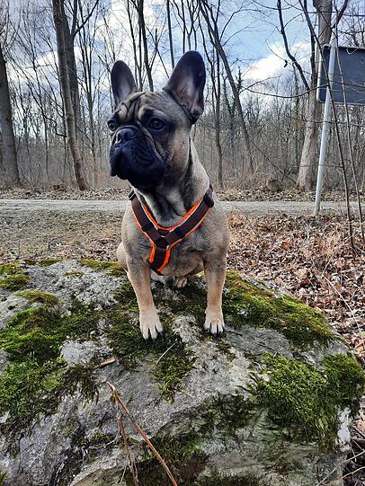 Odin