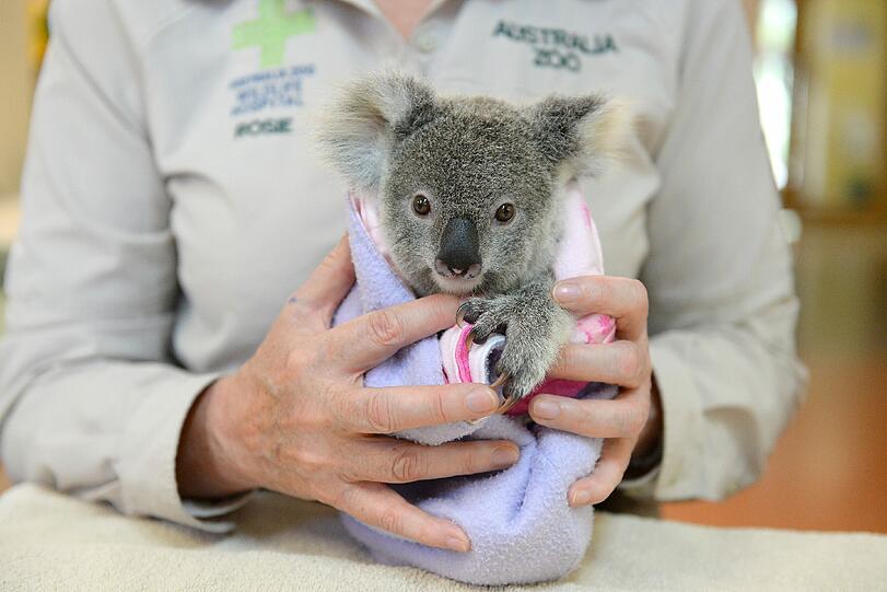 Der kleine Koala nimmt mit einem Kuscheltier vorlieb.
