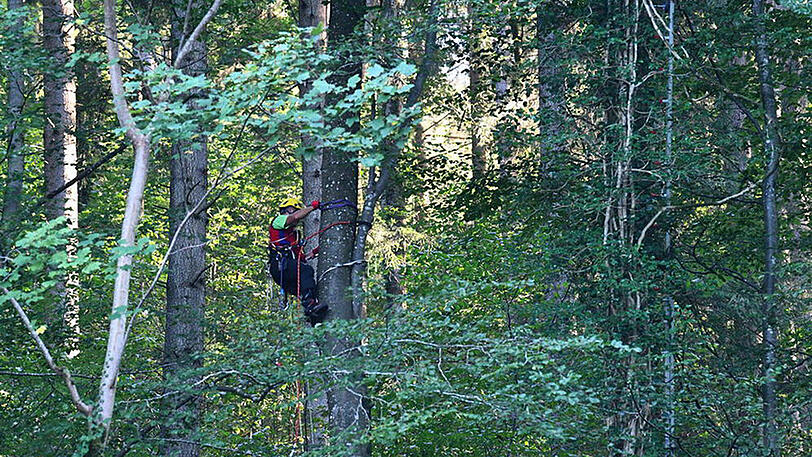 Die Bergwacht kletterte zwar auf den Baum, dieser war aber zu morsch. Also musste Rettung von oben her.