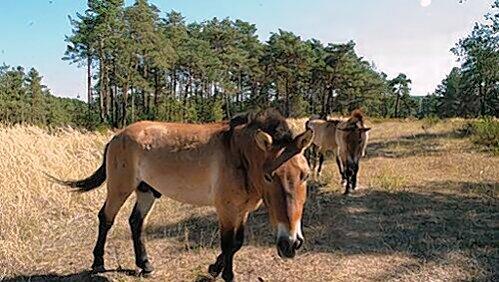 Bekommen mehr Platz: die Przewalski-Pferde in Tennenlohe. Bekommen mehr Platz: die Przewalski-Pferde in Tennenlohe.