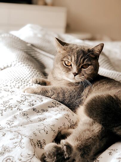 Lilly