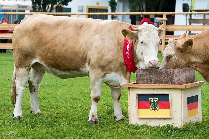 Jetzt lebt die "Waldkuh" Yvonne auf Gut Aiderbichl.