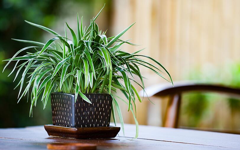 Zimmerpflanzen versch&ouml;nern Ihre Wohnung nicht nur, sondern reinigen auch die Raumluft. Besonders effektive "Luftfilter" sind etwa die Sorten Bogenhanf, Gr&uuml;nlilie (Bild), Efeu und Aloe vera. Nur weil Sie viele Pflanzen in Ihrer Wohnung haben, hei&szlig;t das aber nicht, dass Sie auf das L&uuml;ften verzichten k&ouml;nnen. Pflanzen geben Feuchtigkeit ab, L&uuml;ften ist daher essenziell zur Schimmelvermeidung.