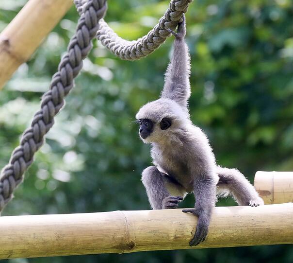 Mia ist die jüngste der fünfköpfigen Silbergibbon-Familie im Tierpark Hellabrunn.