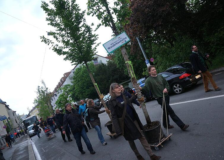 ... verschönern sie nun die Pfeuferstraße. Am 25. Juni wandern die Bäume weiter in die Humboldtstraße, so der Plan.
