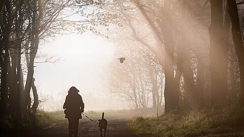 Hunde m&uuml;ssen k&uuml;nftig registriert und gechippt sein. Privatleute haben aber einige Jahre Zeit daf&uuml;r. (Symbolbild)