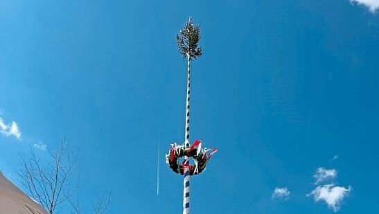 Zu guter Letzt stand der Maibaum dann doch. Zu guter Letzt stand der Maibaum dann doch.