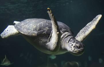 Die Tütenaktion dient dem Schutz der Wasserschildkröten.