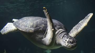 Die Tütenaktion dient dem Schutz der Wasserschildkröten. Die Tütenaktion dient dem Schutz der Wasserschildkröten.