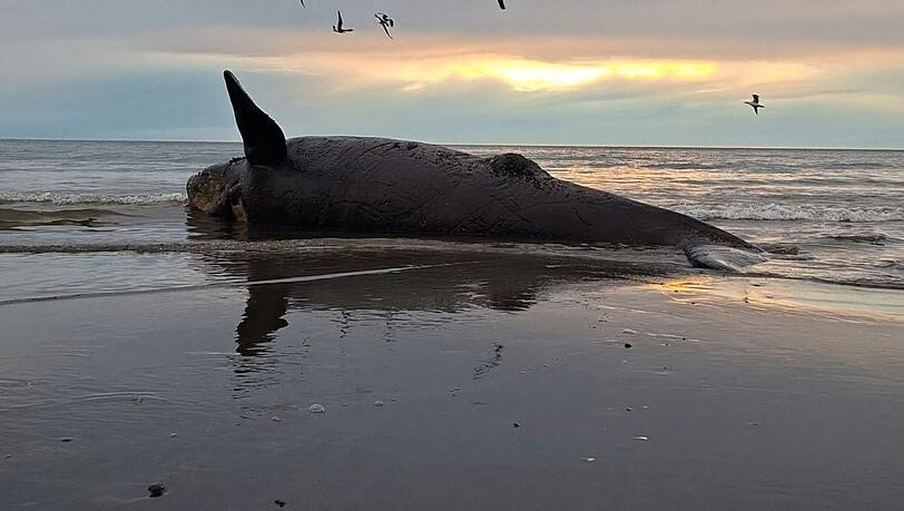 Dutzende toter Jungwale wurden in Patagonien an Land gesp&uuml;lt.