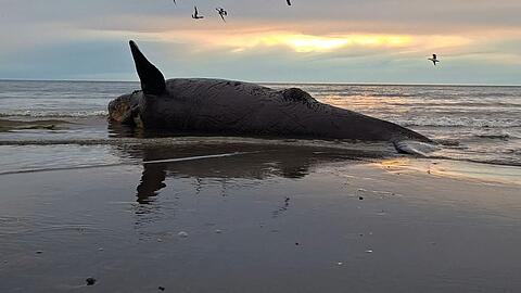 Dutzende toter Jungwale wurden in Patagonien an Land gesp&uuml;lt.