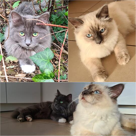 Merle und Minou