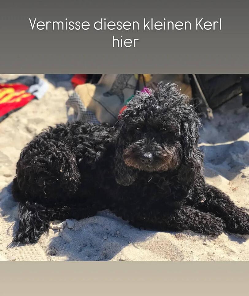 Christine Neubauer ist auf Reisen und vermisst ihren Hund Gismo. Christine Neubauer ist auf Reisen und vermisst ihren Hund Gismo.
