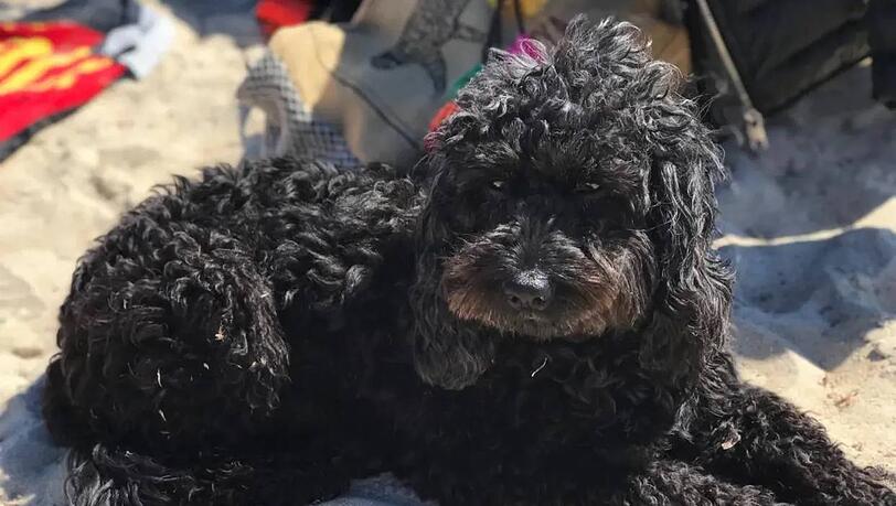 Christine Neubauer ist auf Reisen und vermisst ihren Hund Gismo. Christine Neubauer ist auf Reisen und vermisst ihren Hund Gismo.