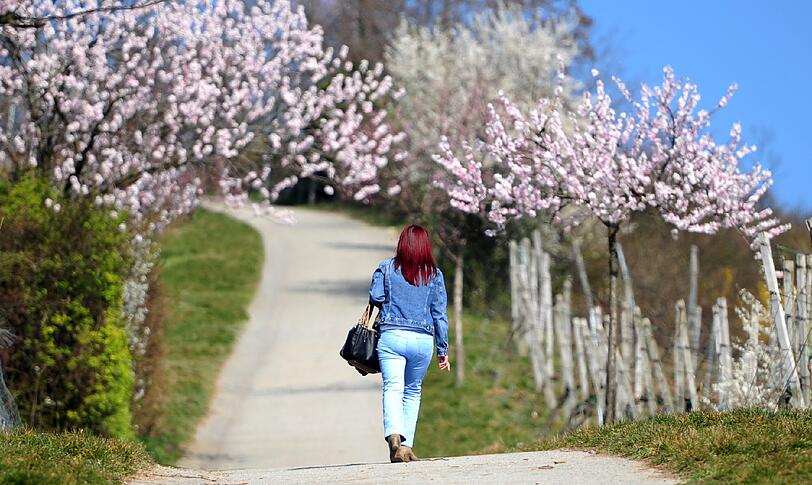 Eine Frau schlendert in hessen an blühenden Obstbäumen vorbei
