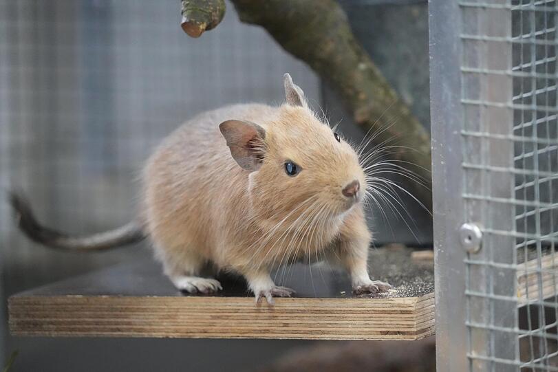 Der kleine Degu posiert neugierig für die AZ.