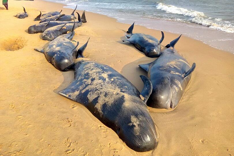 Pilotwale sind am Strand von Tuticorin angespült worden. Immer wieder verirren sich Tiere aufgrund äußerer Umwelteinflüsse und Störgeräusche unter Wasser in seichte Gewässer.
