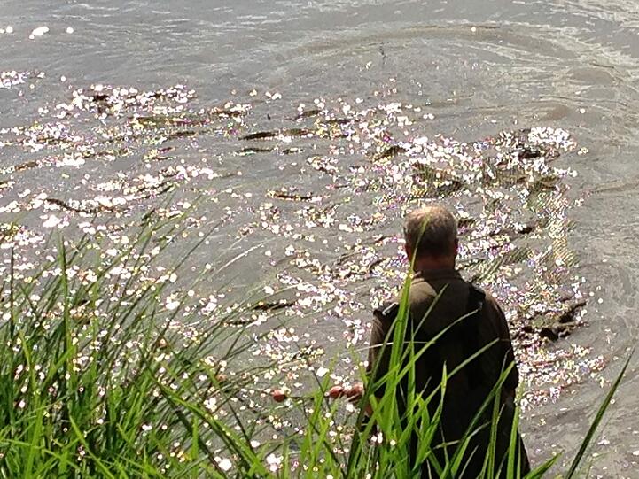 Die Suche nach Alligator-Schildkröte "Lotti" geht weiter. Hier sehen Sie die Bilder vom Badesee in Irsee.