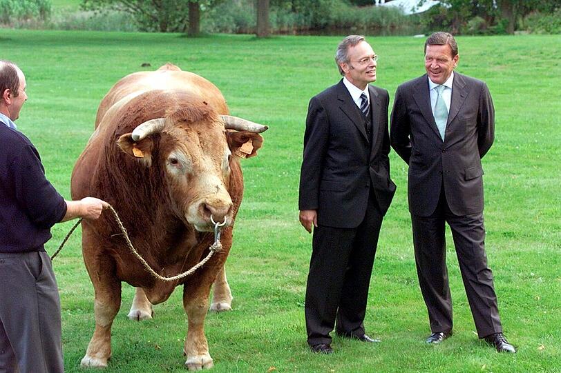 Beim Abschlussfestakt eines Musik-Festivals in Schleswig-Holstein im Jahr 1999 begutachtet Gerhard Schröder einen 1,5 Tonnen schweren französischen Bullen.