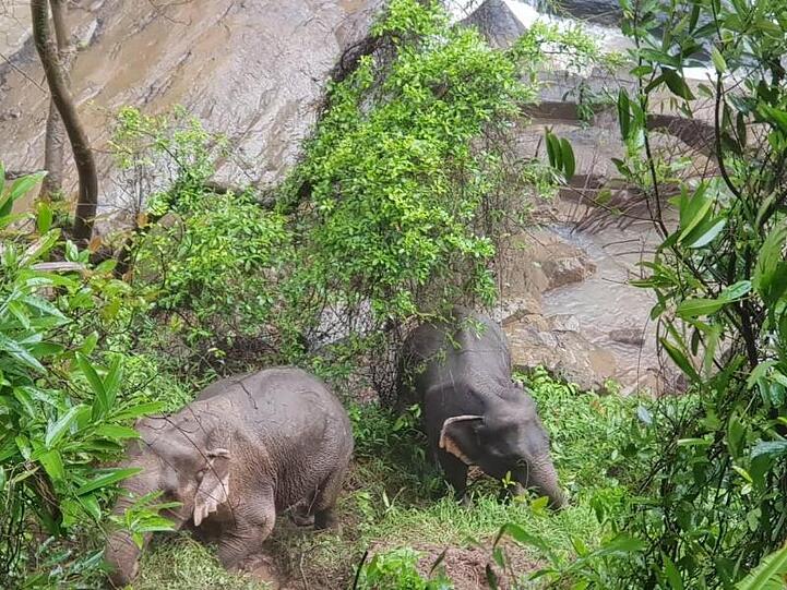 Zwei Elefanten am Rande des Wasserfalls im Khao Yai Nationalpark. Auf tragische Weise sind am Wochenende an dieser Stelle sechs Elefanten ums Leben gekommen: Sie stürzten den steilen Wasserfall herab und ertranken.