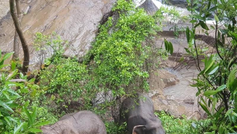 Zwei Elefanten am Rande des Wasserfalls im Khao Yai Nationalpark. Auf tragische Weise sind am Wochenende an dieser Stelle sechs Elefanten ums Leben gekommen: Sie stürzten den steilen Wasserfall herab und ertranken. Zwei Elefanten am Rande des Wasserfalls im Khao Yai Nationalpark. Auf tragische Weise sind am Wochenende an dieser Stelle sechs Elefanten ums Leben gekommen: Sie stürzten den steilen Wasserfall herab und ertranken.