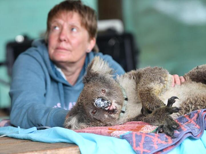 Ein verletzter Koala mit eingesalbter Nase ruht sich im "Kangaroo Island Wildlife Park" nahe Adelaide aus.