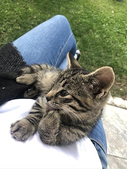 Bonita