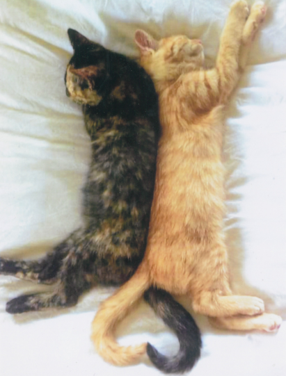 Cats