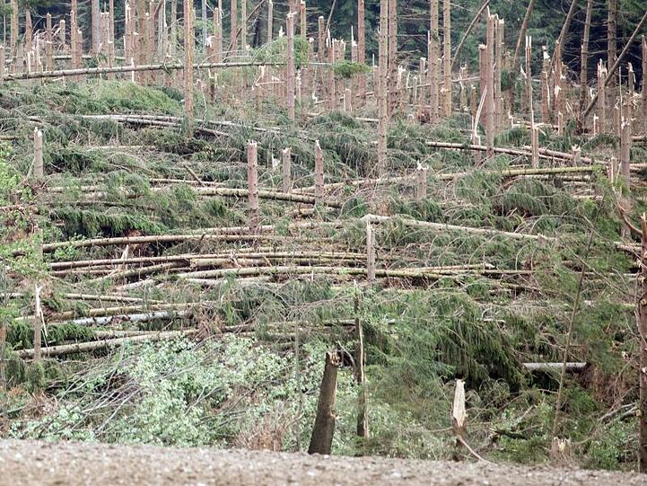 Umgeknickte Bäume liegen in einem Waldstück. Foto: Bernd März/ZB/Illustration/Archivbild/dpa