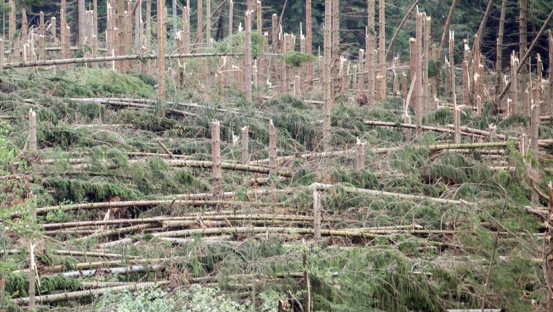Umgeknickte Bäume liegen in einem Waldstück. Foto: Bernd März/ZB/Illustration/Archivbild/dpa Umgeknickte Bäume liegen in einem Waldstück. Foto: Bernd März/ZB/Illustration/Archivbild/dpa