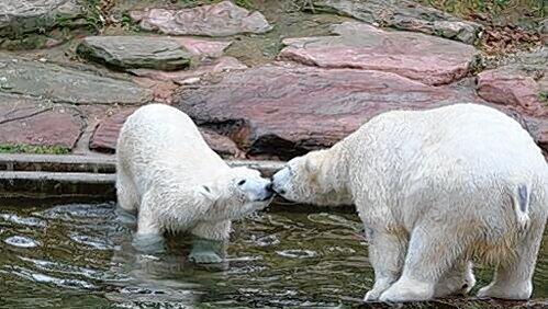 Noch ist unklar, wann Eisbär-Mädchen Flocke (li.) und ihr Kumpel Rasputin nach Antibes umziehen. Noch ist unklar, wann Eisbär-Mädchen Flocke (li.) und ihr Kumpel Rasputin nach Antibes umziehen.