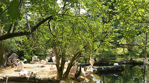 Die neue Pelikan-Anlage im Tierpark Hellabrunn.