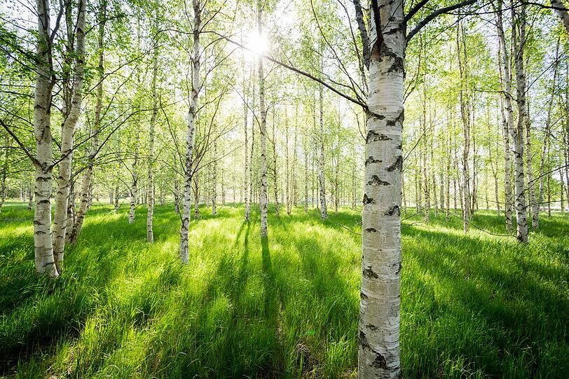 Aus der Birke kann unter anderem der Birkenzucker D-Mannose gewonnen werden, der sehr gut bei Blasen- und Nierenerkrankungen hilft. Auch bei Gicht, Rheuma, Hautproblemen und Augenringen kann der als Heilpflanze genutzte Baum Besserung bewirken. Aus der Birke kann unter anderem der Birkenzucker D-Mannose gewonnen werden, der sehr gut bei Blasen- und Nierenerkrankungen hilft. Auch bei Gicht, Rheuma, Hautproblemen und Augenringen kann der als Heilpflanze genutzte Baum Besserung bewirken.