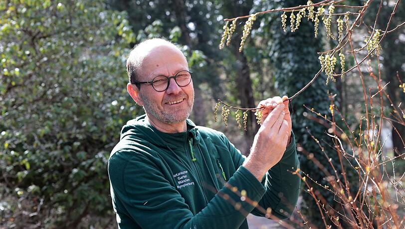 Andreas Gröger, stellvertretender Direktor des Botanischen Gartens, zeigt eine echte Rarität: Der Perlschweif kommt ursprünglich aus Japan und hat seine kleinen, kugelförmigen Blüten schon im letzten Jahr gebildet. Nun öffnen sie sich langsam. Andreas Gröger, stellvertretender Direktor des Botanischen Gartens, zeigt eine echte Rarität: Der Perlschweif kommt ursprünglich aus Japan und hat seine kleinen, kugelförmigen Blüten schon im letzten Jahr gebildet. Nun öffnen sie sich langsam.