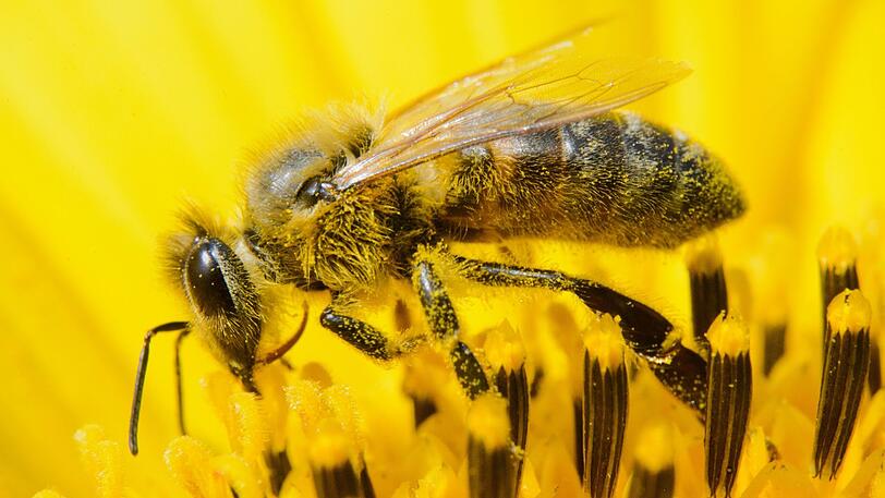 Eine Biene bei der Arbeit: Wer soll die Blumen noch bestäuben, wenn alle Insekten ausgestorben sind?