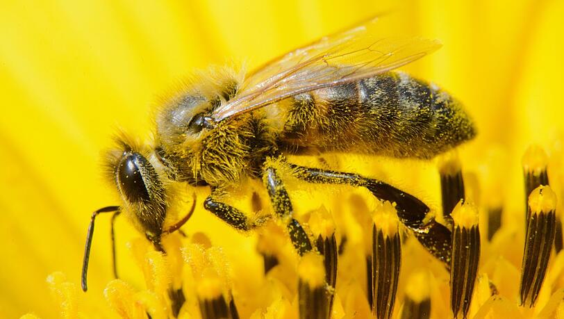 Eine Biene bei der Arbeit: Wer soll die Blumen noch bestäuben, wenn alle Insekten ausgestorben sind? Eine Biene bei der Arbeit: Wer soll die Blumen noch bestäuben, wenn alle Insekten ausgestorben sind?