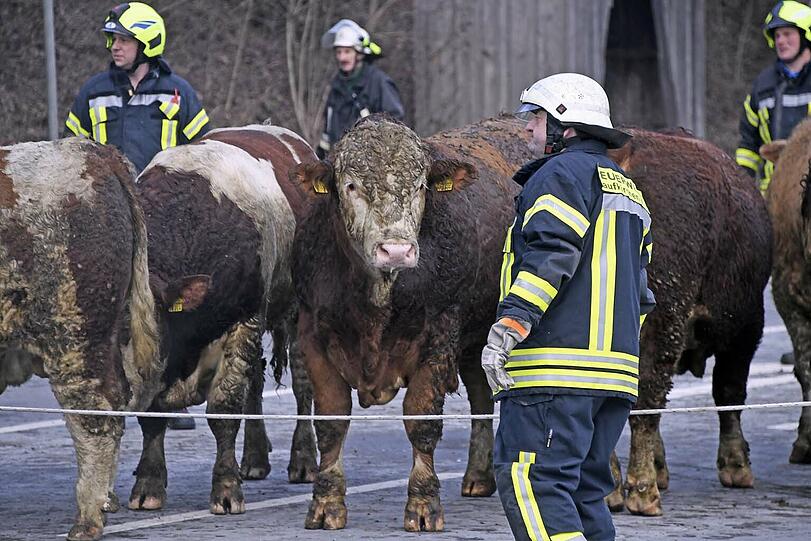 Zehn Rinder haben am Montagnachmittag die Einsatzkräfte auf Trab gehalten: Sie waren bei einem Unfall ausgebüxt und weigerten sich beharrlich wieder in den Anhänger zu klettern.