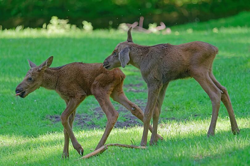 Der niedliche Elchnachwuchs im Tierpark Hellabrunn.