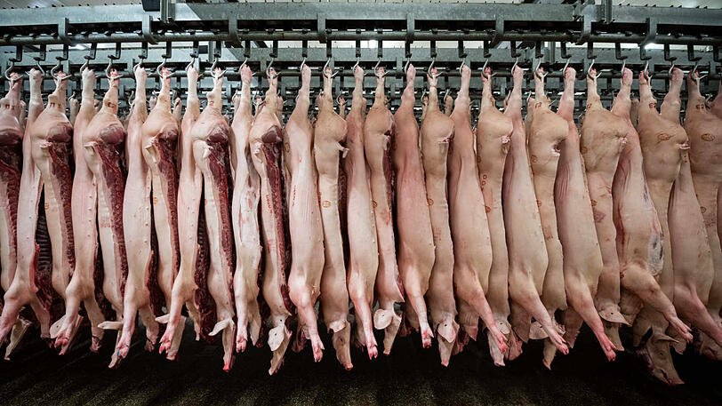 Zwei Mitarbeiter bei der Schweineschlachtung (von 69 getesteten) sind mit dem Coronavirus infiziert. (Archivbild)