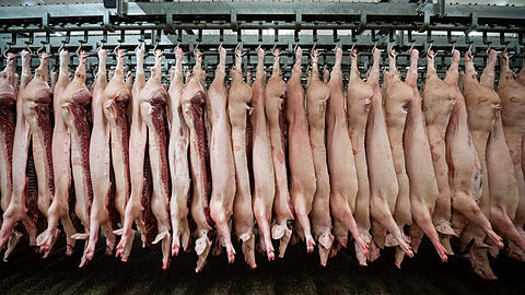 Zwei Mitarbeiter bei der Schweineschlachtung (von 69 getesteten) sind mit dem Coronavirus infiziert. (Archivbild)