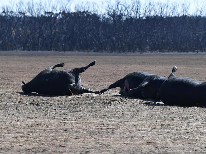 Im Feuer umgekommene Tiere liegen auf einem Feld. Wissenschaftler schätzen, dass Hunderte Millionen Tiere umkamen.