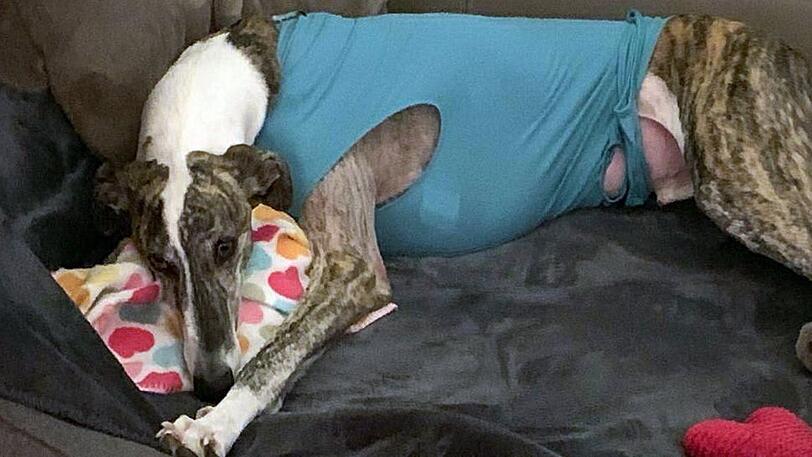"Felix" erholt sich zuhause von den Strapazen.