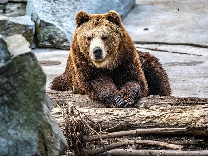 Ein Braunbär liegt im Gehege eines Tierparks. Foto: Armin Weigel/dpa/Symbolbild